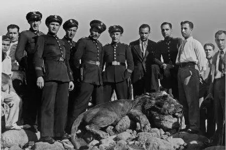 Muerte del León Bubu - Las Explanadas